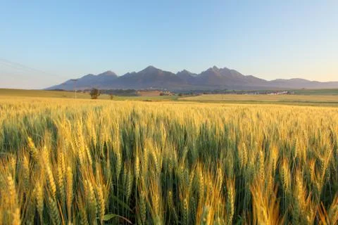 Wheat field with path under Tatras Stock Photos
