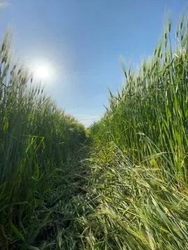 Wheat field pathway under bright sun in afternoon sky surrounded by tall gr.. Stock Photos