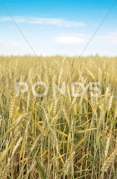 Wheat field Stock Photos