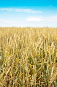 Wheat field Stock Photos
