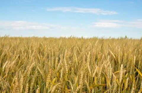 Wheat field Stock Photos