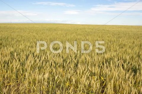 Wheat field Stock Photos
