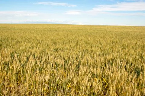 Wheat field Stock Photos