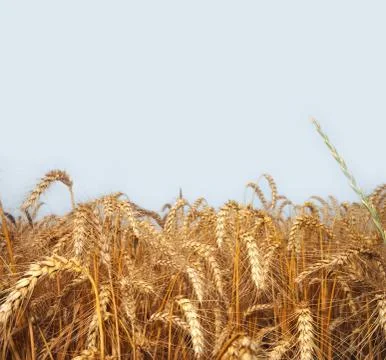 Wheat field Stock Photos