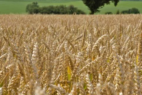 Wheat field Фото