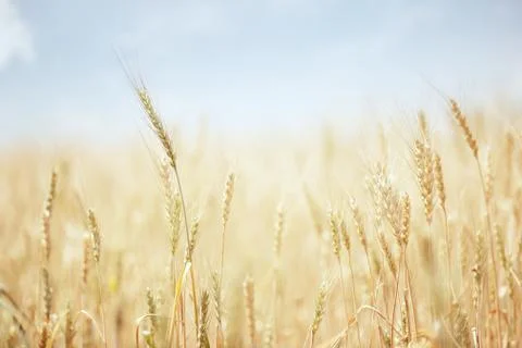 Wheat field Stock Photos
