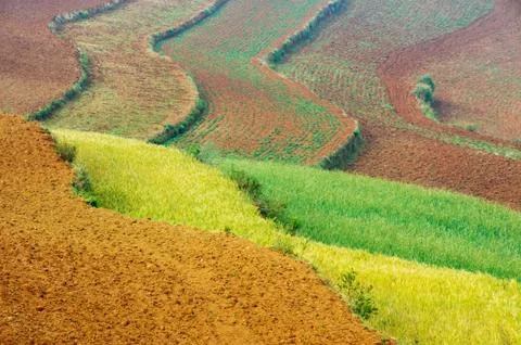 Wheat field Stock Photos