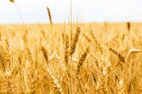 Wheat field Stock Photos