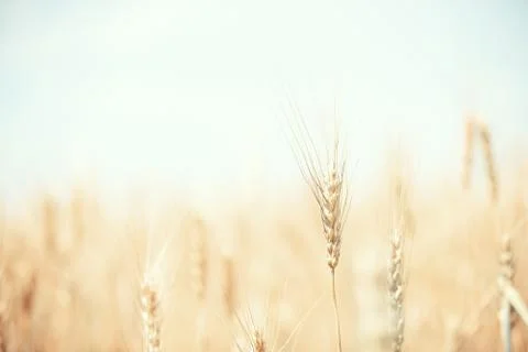 Wheat field Stock Photos