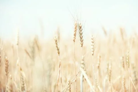 Wheat field Stock Photos