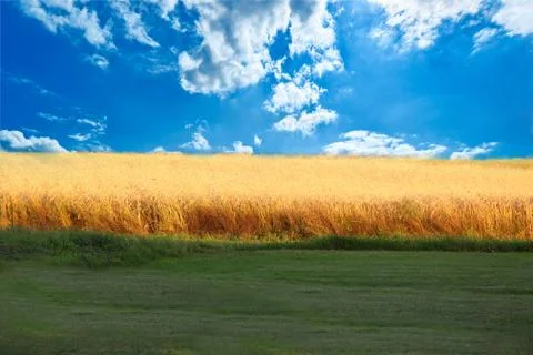 Wheat field Stock Photos