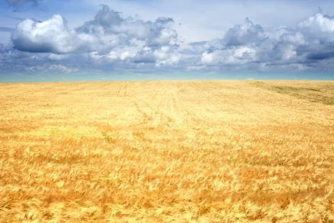 Wheat field Stock-Fotos