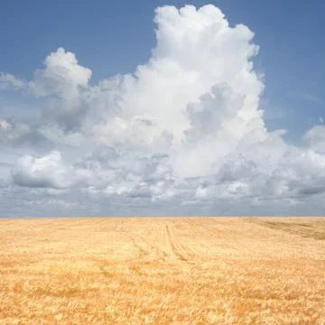 Wheat field Fotos Stock
