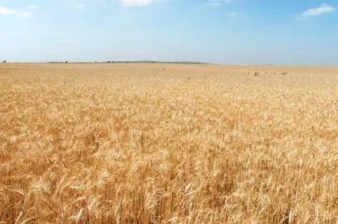 Wheat field Stock Photos