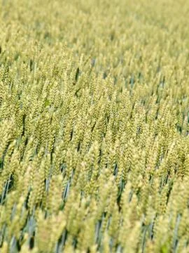 Wheat field Foto stock