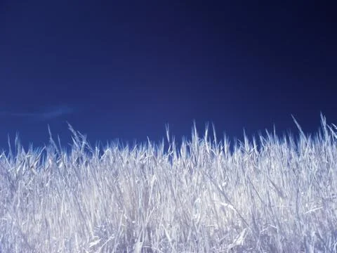 Wheat field 스톡 사진