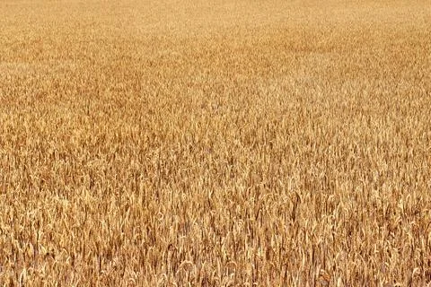 Wheat field Stock Photos