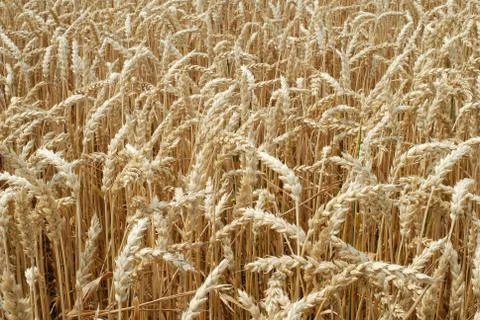 Wheat field Stock Photos