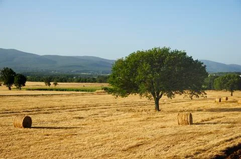Wheat field Stock Photos