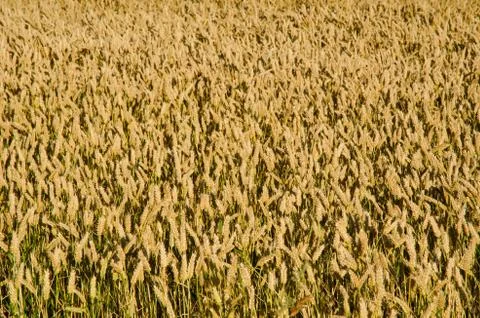 Wheat field Stock Photos