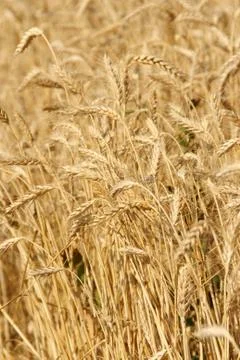 Wheat field Foto stock