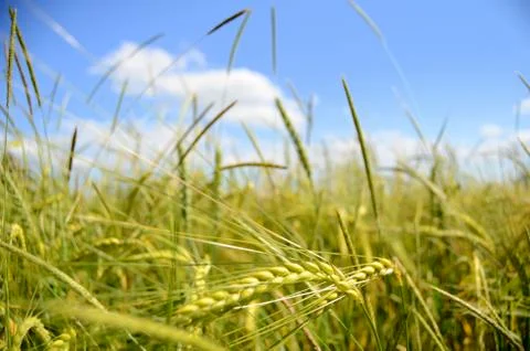 Wheat field Foto stock