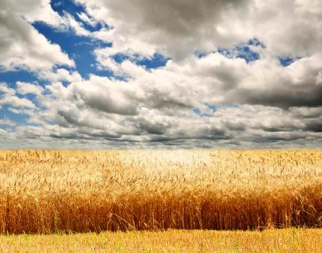 Wheat field Photos