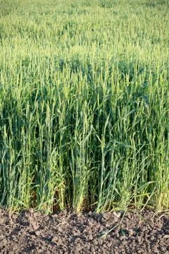 Wheat in field Фото