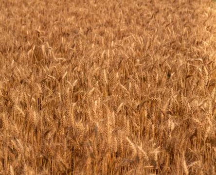 Wheat field Stock Photos