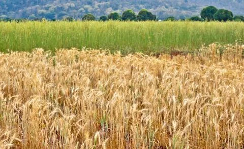 Wheat field Stock Photos