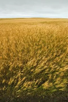 Wheat field Stock Photos