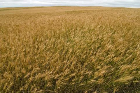 Wheat field Stock Photos