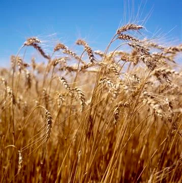Wheat field Photos