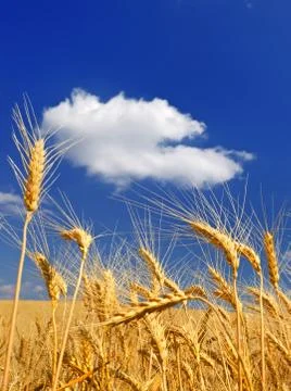 Wheat field Stock Photos
