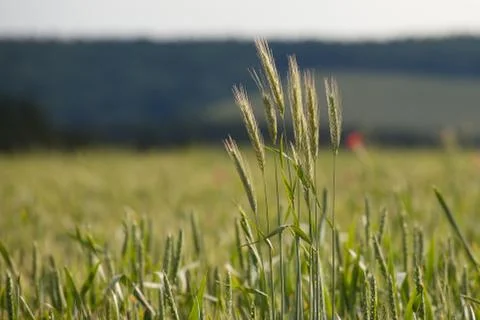 Wheat field Stock Photos