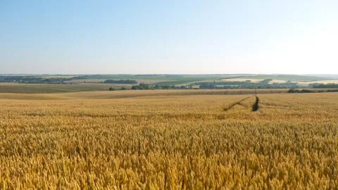 Wheat field Stock Photos