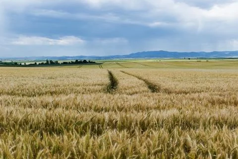 Wheat field Stock Photos
