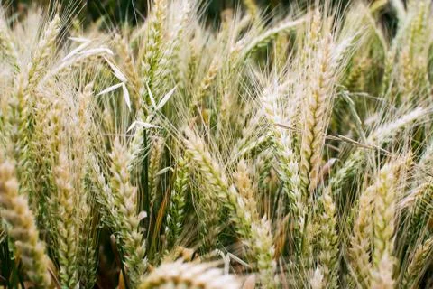 Wheat field Stock Photos