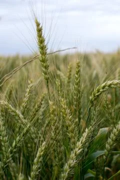 Wheat field Stock Photos