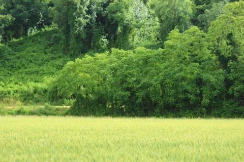 Wheat field Stock Photos