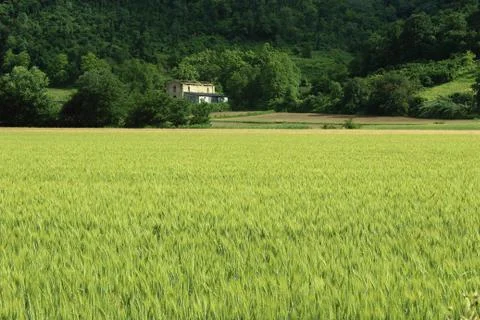 Wheat field Stock Photos