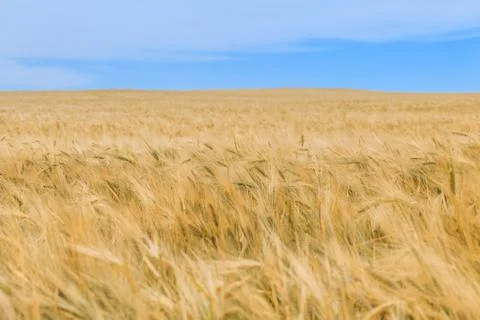 Wheat field 库存照片