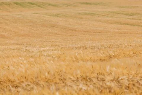 Wheat field 库存照片
