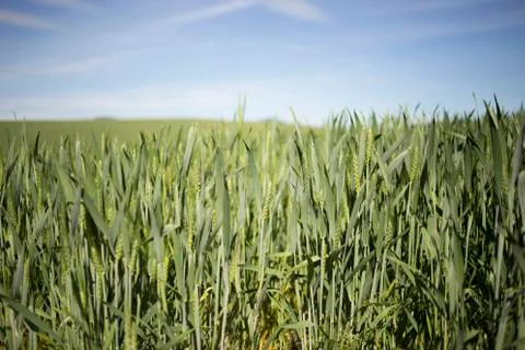 Wheat Field Stock Photos