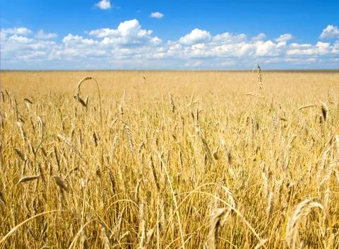 Wheat field Foto stock