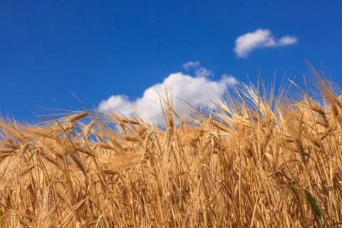 Wheat field 库存照片