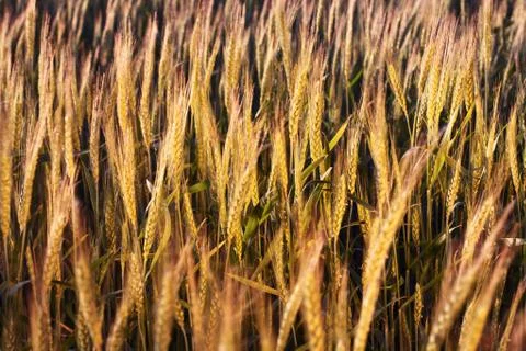 Wheat field Stock Photos