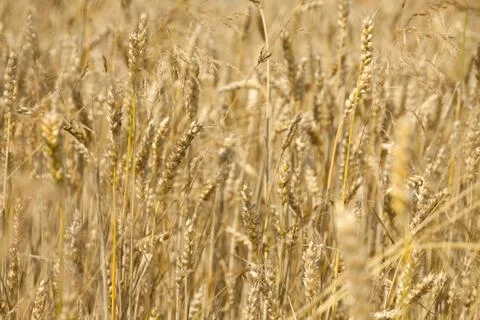 Wheat field Stock Photos