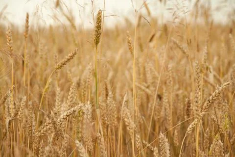Wheat field Stock Photos