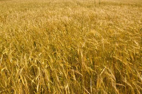 Wheat field Foto stock